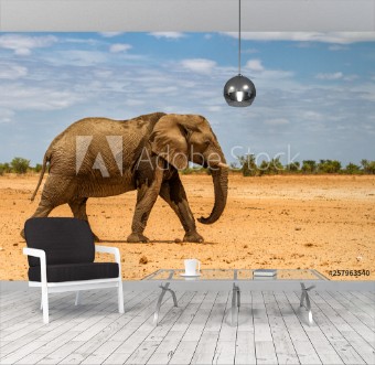 Picture of Male elephant walking in the dry western part of Etosha National Park in Namibia